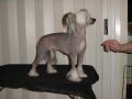 Zhannel's Kiss'N Tell Chinese Crested