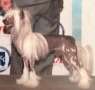 Am GCH Ch Arg GCH Ch Patagonia Ranch Angie Miracle Hoard Gold Chinese Crested