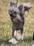 Gingery's Cricket Chinese Crested