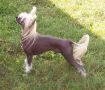 POP-Sanctuary-Sirius Like A Pony Chinese Crested