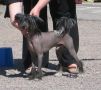 Newbourne Encore Chinese Crested