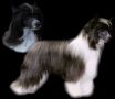 Legends There's A New Sheriff N Town SOM Chinese Crested