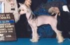 Sharbelle My Girl Kelly Chinese Crested