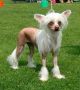 Proud Pony Priceless Chinese Crested