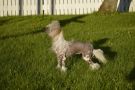 Toobaloon Forever Yours Chinese Crested