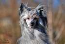 Oblivion Asking Alexandria Chinese Crested