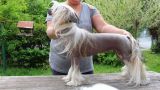 Anabell Silent Dog Chinese Crested