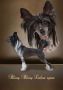 Bling Bling Labas Rytas Chinese Crested