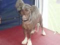 Lisar's Give And Take Chinese Crested