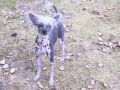Clarisas All That Jazz Chinese Crested