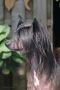 Stocky Rascals Once in a Lifetime Chinese Crested