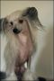 Lisar's Going North Chinese Crested
