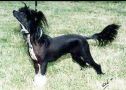 Angelcrest Black Diamond Chinese Crested