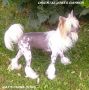 Oriental Jokes Gaynor Chinese Crested