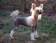 Roc N Win Show Me Champagne Chinese Crested