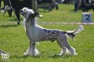 Bella Constanta WOW Factor Chinese Crested