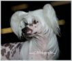 Zhannel's Grand Master Chinese Crested