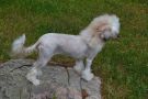 Lady Buck's Bad Hair Day Chinese Crested