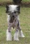 Lapinus Queen Of Hearts Chinese Crested
