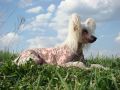 True Magnifisen Porcelian Doll Chinese Crested