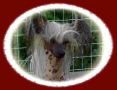Suanho's Arapaho Chinese Crested