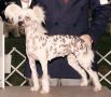 Gingery's Checkmate Chinese Crested