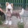 Mohawk Rolled In Gold Chinese Crested