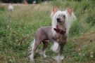 Krasotka Star Head Or Tail Chinese Crested
