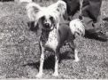 Debrita Dionne Of Jhanchi Chinese Crested