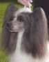Les-Lee's No Jacket Required Chinese Crested