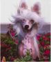 Risin Star Frankly My Dear Chinese Crested