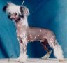 Gulleiv's Heavy-Even Chinese Crested