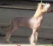 Softail Sparrow Hawk Yorkhouse Chinese Crested