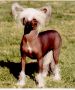 Colchin Midnite Forever Chinese Crested
