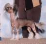 Kulana's Center Stage At P-Chi Chinese Crested
