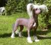 Beddi's Bare Blessing Chinese Crested