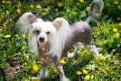 Status Imperial Bogema Beauty Chinese Crested