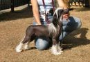 Mohawk Mustang Sally Chinese Crested