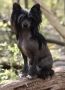 EXxiino's Beyond A Lightning Strike Chinese Crested