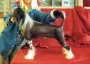 Talukdar Dangrz Mymdlname Chinese Crested