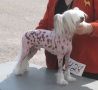Secret Line's American Gigolo Chinese Crested