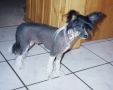 Mohawk Moulin Rouge Chinese Crested