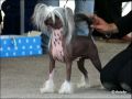 Camelina's Misterioso Chinese Crested