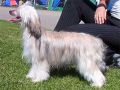 Zhannel's Oh My Goodness Chinese Crested
