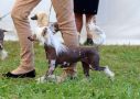 Offset Little Champs Chinese Crested