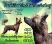 Ambition To Win Aschabey Chinese Crested