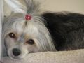Ch Cloud Nine's Total Eclipse Chinese Crested