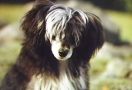 Zitrin'z Favorite Dream Chinese Crested