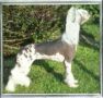 Angelcrest Dragon Queen Chinese Crested