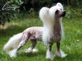 ride de Sothis Chinese Crested